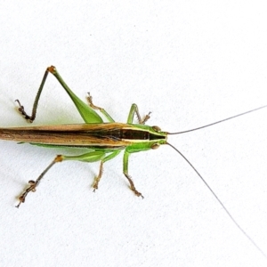 Conocephalus semivittatus at Crooked Corner, NSW - 25 Feb 2022