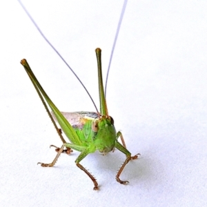 Conocephalus semivittatus at Crooked Corner, NSW - 25 Feb 2022