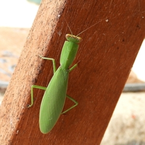 Orthodera ministralis at Crooked Corner, NSW - 25 Feb 2022