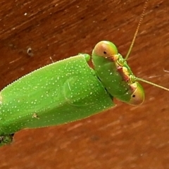 Orthodera ministralis at Crooked Corner, NSW - 25 Feb 2022