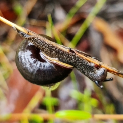 Sauroconcha jervisensis (Jervis Bay Forest Snail) at Parma Creek Nature Reserve - 25 Feb 2022 by RobG1