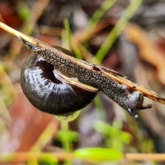 Sauroconcha jervisensis (Jervis Bay Forest Snail) at Yerriyong, NSW - 24 Feb 2022 by RobG1