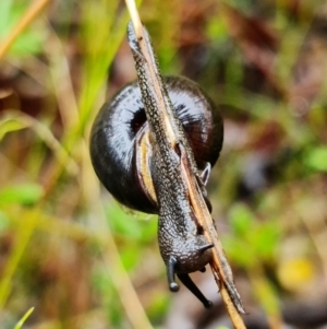 Sauroconcha jervisensis at Yerriyong, NSW - 25 Feb 2022