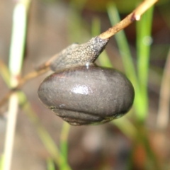 Sauroconcha jervisensis at Yerriyong, NSW - 25 Feb 2022