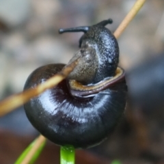 Sauroconcha jervisensis at Yerriyong, NSW - 25 Feb 2022 10:00 AM