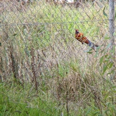 Platycercus elegans (Crimson Rosella) at Wodonga, VIC - 26 Feb 2022 by Darcy