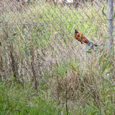 Platycercus elegans (Crimson Rosella) at Wodonga, VIC - 25 Feb 2022 by Darcy