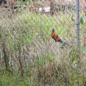 Platycercus elegans at Wodonga, VIC - 26 Feb 2022 09:41 AM