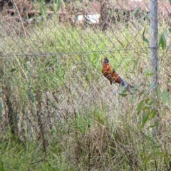 Platycercus elegans at Wodonga, VIC - 26 Feb 2022