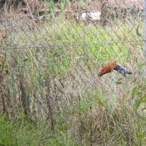 Platycercus elegans at Wodonga, VIC - 26 Feb 2022 09:41 AM