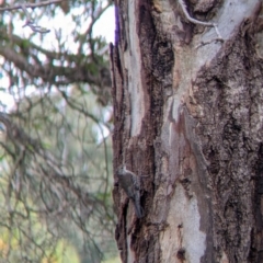 Cormobates leucophaea (White-throated Treecreeper) at Wodonga - 25 Feb 2022 by Darcy