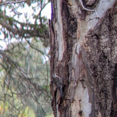 Cormobates leucophaea (White-throated Treecreeper) at Gateway Island, VIC - 25 Feb 2022 by Darcy