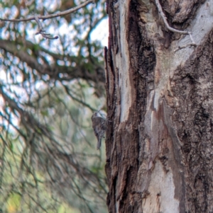 Cormobates leucophaea at Gateway Island, VIC - 26 Feb 2022 09:53 AM