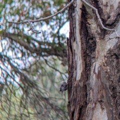 Cormobates leucophaea at Gateway Island, VIC - 26 Feb 2022 09:53 AM