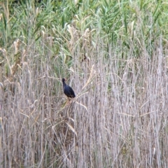 Porphyrio melanotus (Australasian Swamphen) at Gateway Island, VIC - 25 Feb 2022 by Darcy