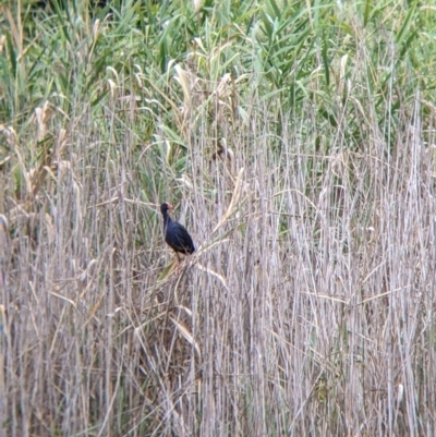 Porphyrio melanotus (Australasian Swamphen) at Wodonga Regional Park - 25 Feb 2022 by Darcy