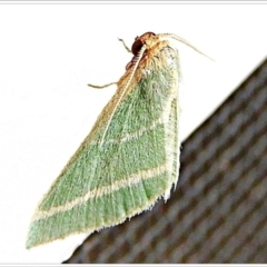 Mixocera latilineata (Side-lined Emerald) at Crooked Corner, NSW - 22 Feb 2022 by Milly