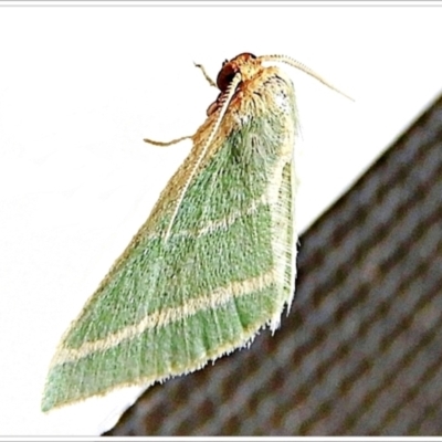 Mixocera latilineata (Side-lined Emerald) at Crooked Corner, NSW - 22 Feb 2022 by Milly