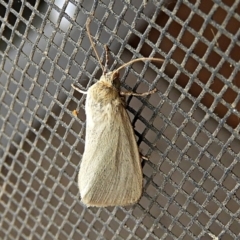 Heliocheilus (genus) (Heliothine moths) at Crooked Corner, NSW - 22 Feb 2022 by Milly