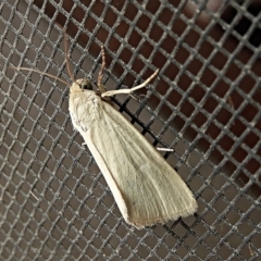 Heliocheilus (genus) at Crooked Corner, NSW - 22 Feb 2022 10:23 AM