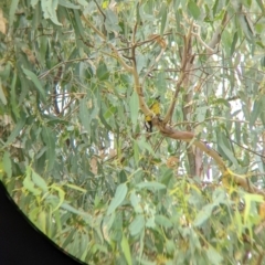 Falcunculus frontatus (Eastern Shrike-tit) at Gateway Island, VIC - 25 Feb 2022 by Darcy