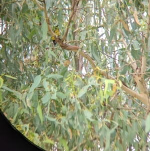 Falcunculus frontatus at Gateway Island, VIC - 26 Feb 2022