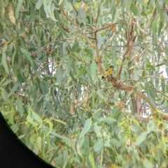 Falcunculus frontatus at Gateway Island, VIC - 26 Feb 2022