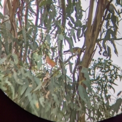 Falcunculus frontatus at Gateway Island, VIC - 26 Feb 2022 10:09 AM