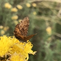 Chrysolarentia cataphaea (Plain Mountain Carpet) at Jagungal Wilderness, NSW - 15 Feb 2022 by Pirom