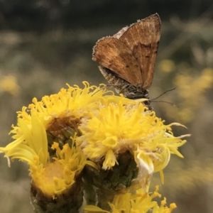Chrysolarentia cataphaea at Kosciuszko National Park - 15 Feb 2022