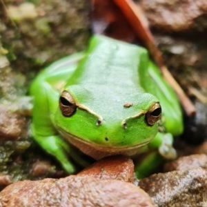 Litoria nudidigita at Sassafras, NSW - 25 Feb 2022