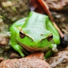 Litoria nudidigita (Narrow-fringed Tree-frog) at Sassafras, NSW - 25 Feb 2022 by RobG1