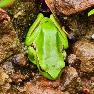 Litoria nudidigita at Sassafras, NSW - 25 Feb 2022