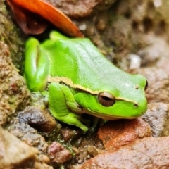 Litoria nudidigita at Sassafras, NSW - 25 Feb 2022 12:30 PM