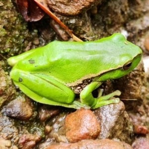 Litoria nudidigita at Sassafras, NSW - 25 Feb 2022