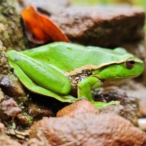 Litoria nudidigita at Sassafras, NSW - 25 Feb 2022