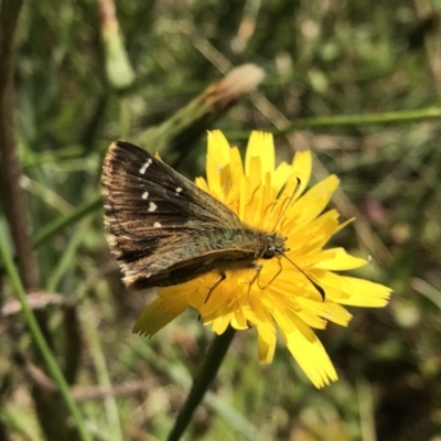 Atkinsia dominula (Two-brand grass-skipper) at Kosciuszko National Park - 14 Feb 2022 by Pirom