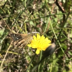 Atkinsia dominula at Jagumba, NSW - suppressed