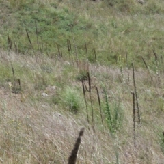 Verbascum thapsus subsp. thapsus (Great Mullein, Aaron's Rod) at Molonglo River Reserve - 6 Feb 2022 by Birdy