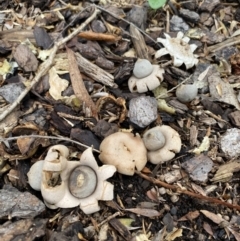 Geastrum sp. (Geastrum sp.) at Wanniassa, ACT - 26 Feb 2022 by jksmits