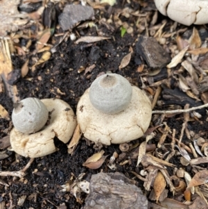 Geastrum sp. at Wanniassa, ACT - 26 Feb 2022