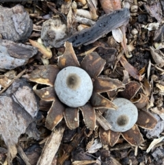 Geastrum sp. at Wanniassa, ACT - 26 Feb 2022