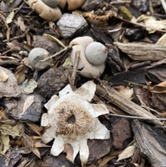 Geastrum sp. at Wanniassa, ACT - 26 Feb 2022