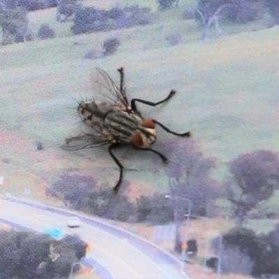 Sarcophaga sp. (genus) (Flesh fly) at Mount Painter - 23 Dec 2020 by Tammy