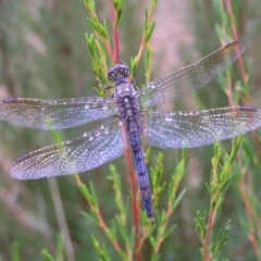 Orthetrum caledonicum (Blue Skimmer) at Denman Prospect 2 Estate Deferred Area (Block 12) - 25 Feb 2022 by MatthewFrawley