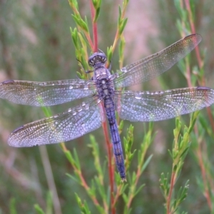 Orthetrum caledonicum at Molonglo Valley, ACT - 26 Feb 2022 08:54 AM