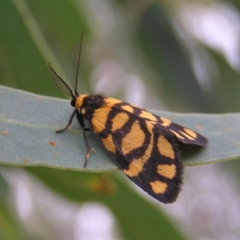 Asura lydia (Lydia Lichen Moth) at Molonglo Valley, ACT - 26 Feb 2022 by MatthewFrawley