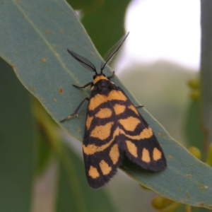 Asura lydia at Molonglo Valley, ACT - 26 Feb 2022 09:10 AM