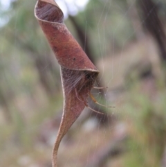 Phonognatha graeffei (Leaf Curling Spider) at Stromlo, ACT - 26 Feb 2022 by MatthewFrawley