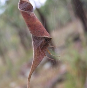 Phonognatha graeffei at Stromlo, ACT - 26 Feb 2022